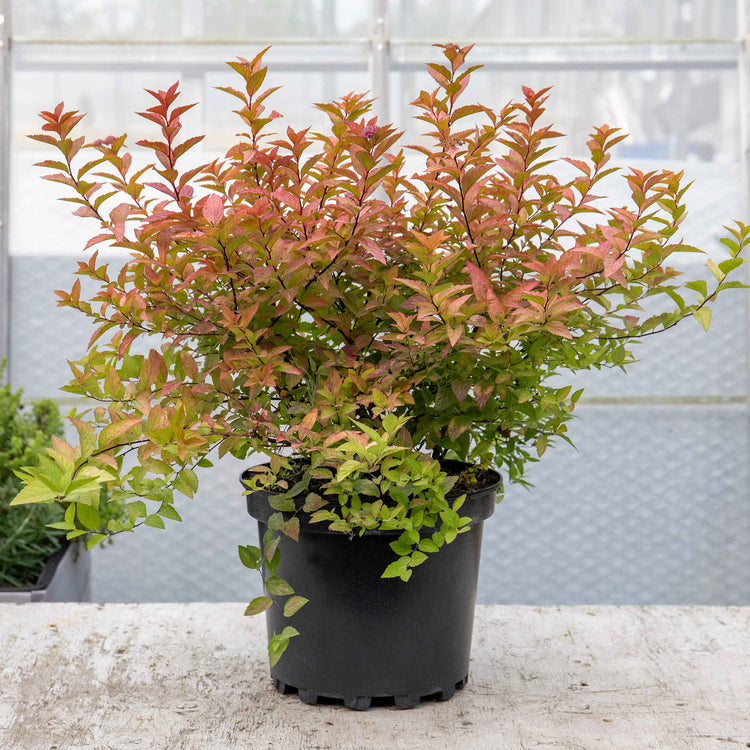 Spiraea Japonica Plant 'Firelight'