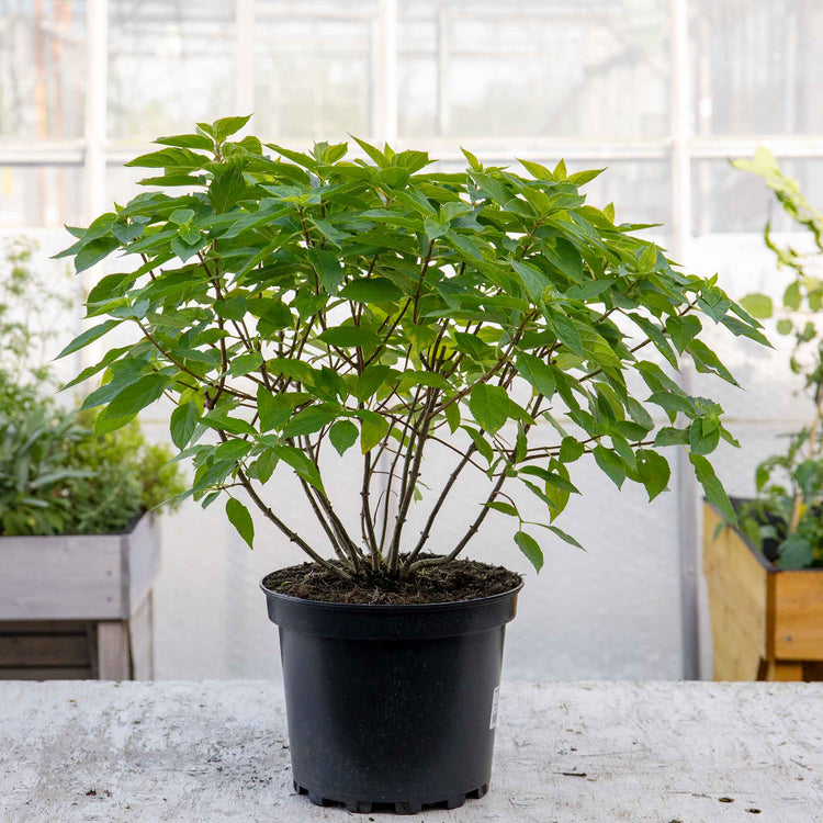 Hydrangea pan. Plant 'Little Spooky'