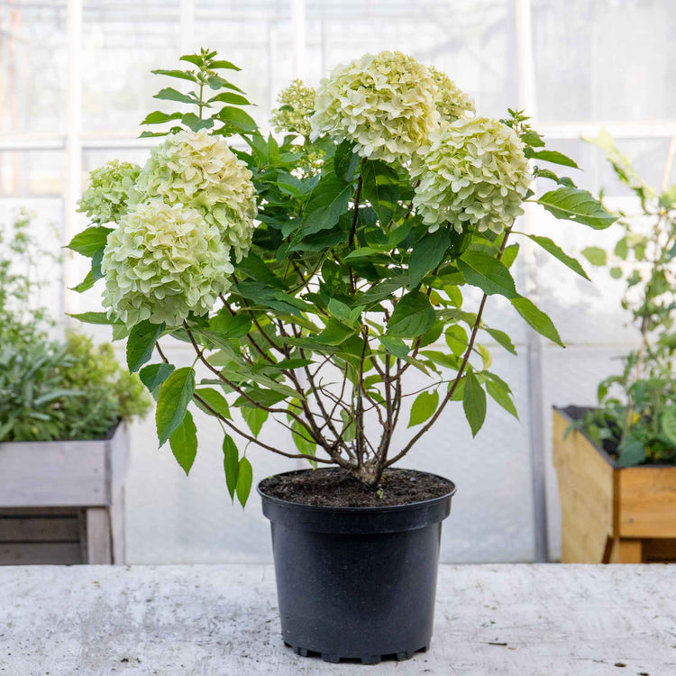 Hydrangea pan. Plant 'Little Spooky'