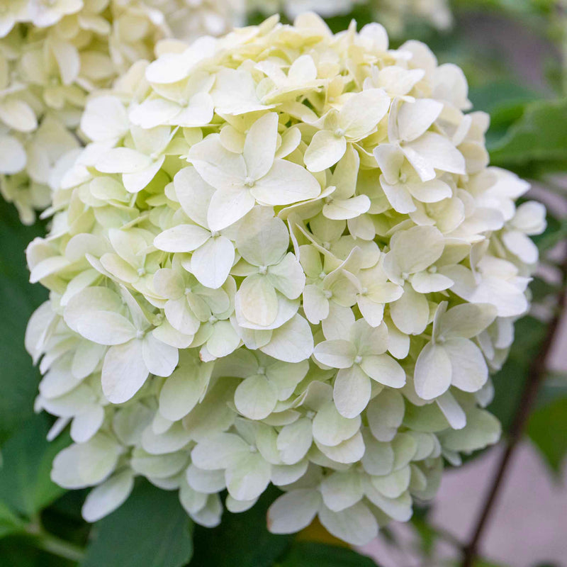 Hydrangea pan. Plant 'Little Spooky'