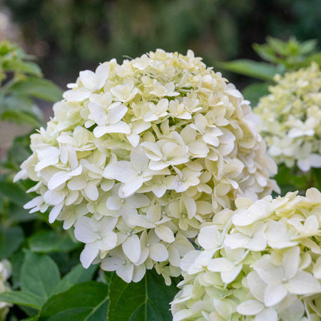 Hydrangea pan. Plant 'Little Spooky'