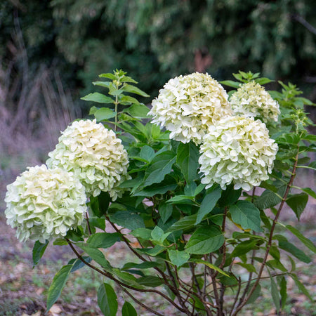 Hydrangea pan. Plant 'Little Spooky'