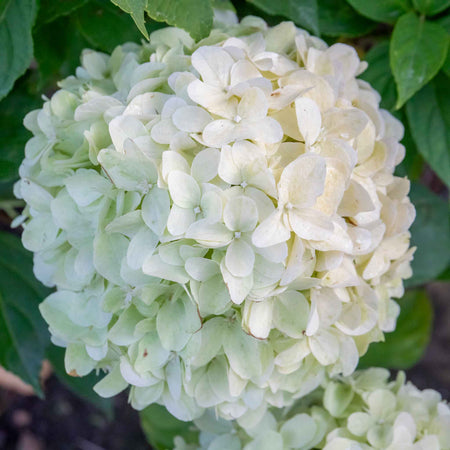 Hydrangea pan. Plant 'Little Spooky'