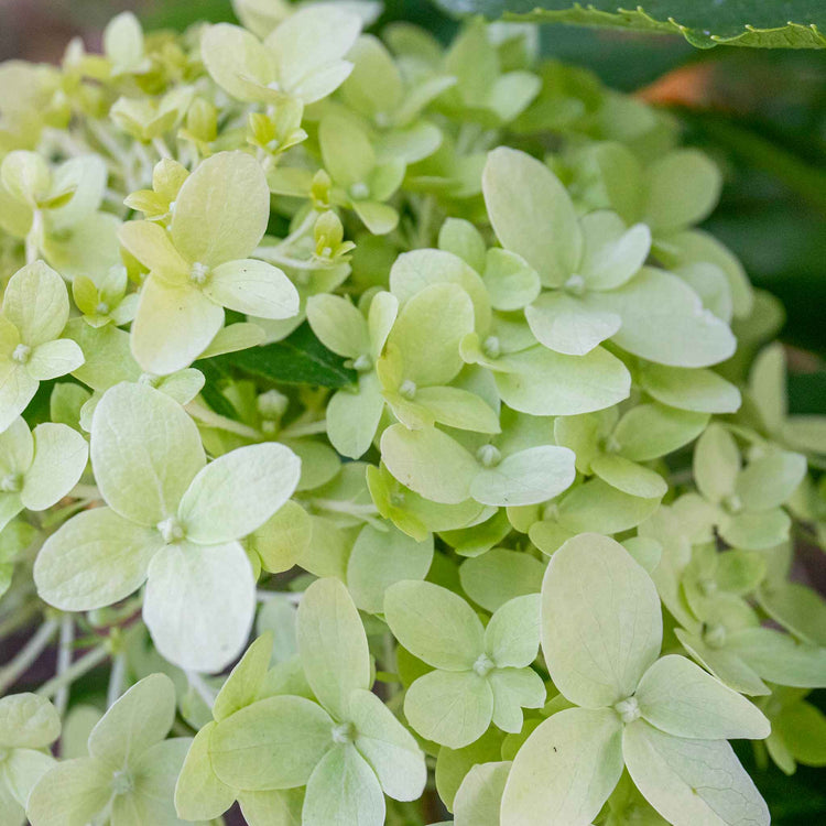 Hydrangea pan. Plant 'Little Spooky'