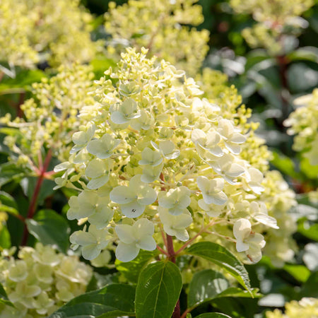 Hydrangea Plant 'Hercules'