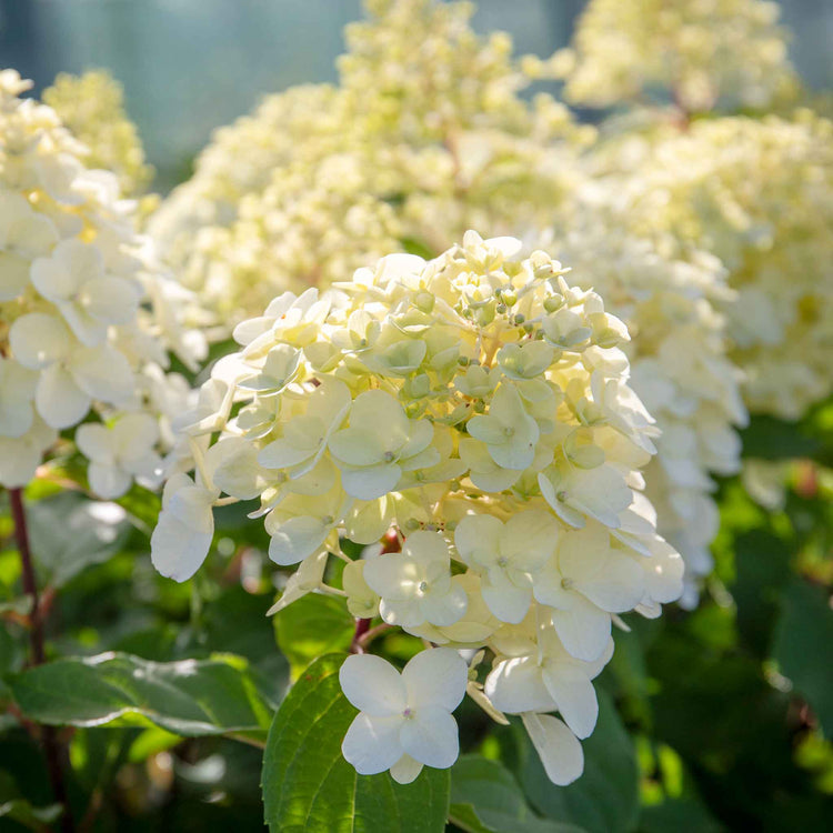 Hydrangea Plant 'Hercules'