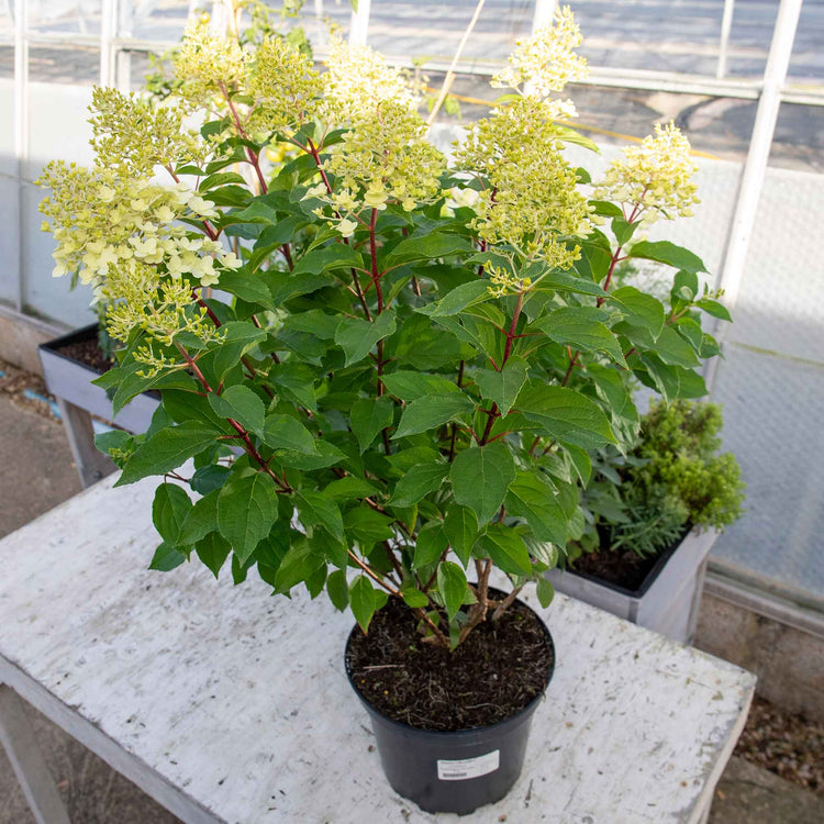 Hydrangea Plant 'Hercules'