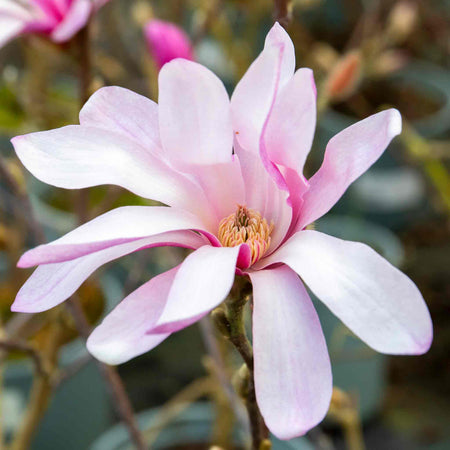 Magnolia 'Leonard Messel'