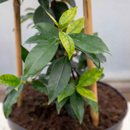 Trachelospermum Jasminoides (Star Jasmine) - 7.5Ltr Plant