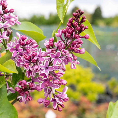 Syringa Plant 'Sensation'