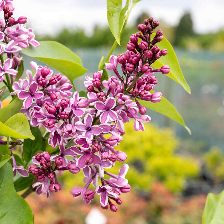 Syringa Plant 'Sensation'