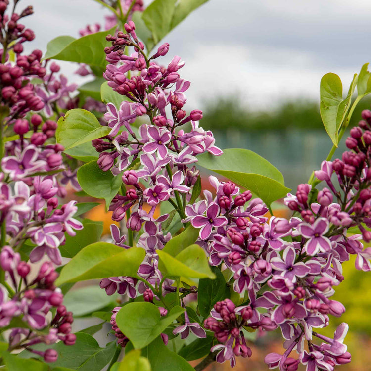 Syringa Plant 'Sensation'