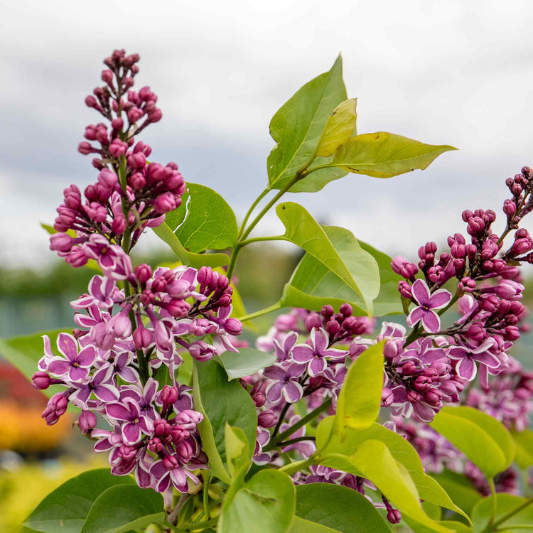 Syringa Plant 'Sensation'