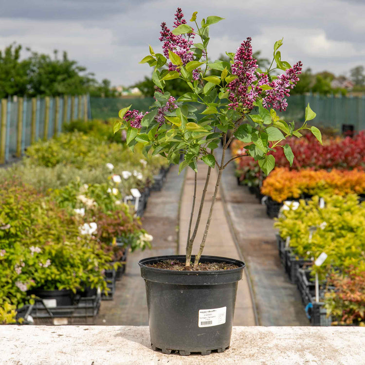 Syringa Plant 'Sensation'