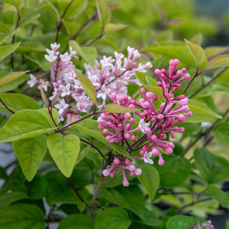 Syringa microphylla Plant 'Superba'