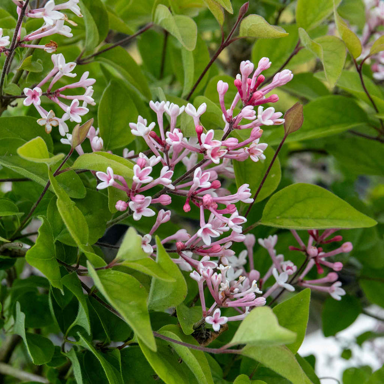 Syringa microphylla Plant 'Superba'