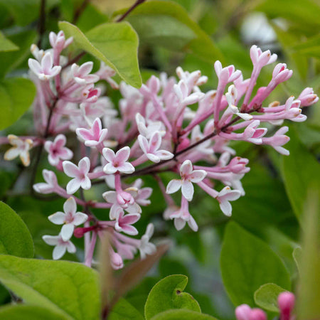 Syringa microphylla Plant 'Superba'