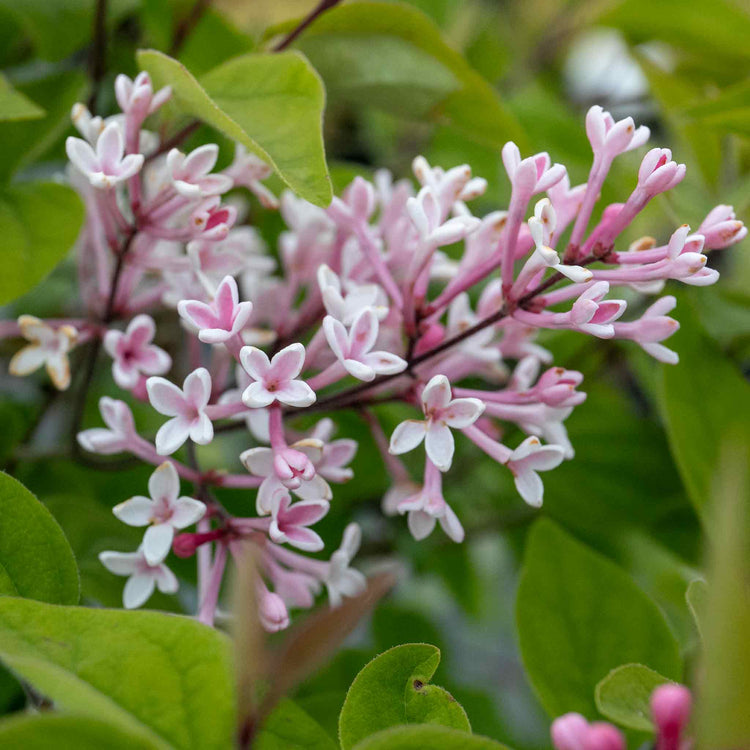 Syringa microphylla Plant 'Superba'