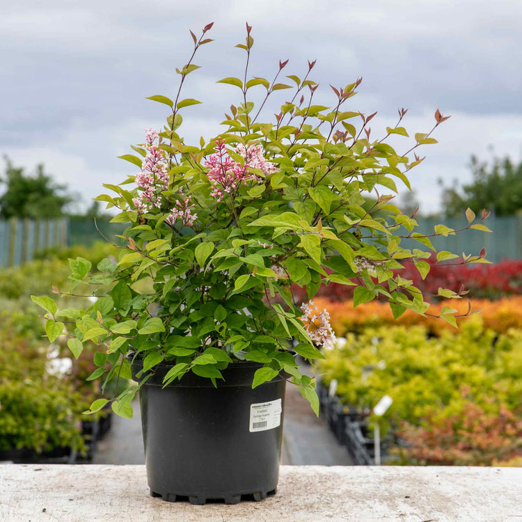 Syringa microphylla Plant 'Superba'