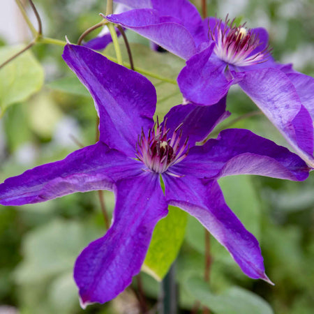 Clematis Plant 'The President'