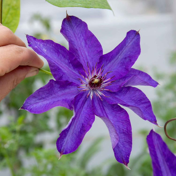 Clematis Plant 'The President'