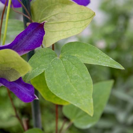 Clematis Plant 'The President'