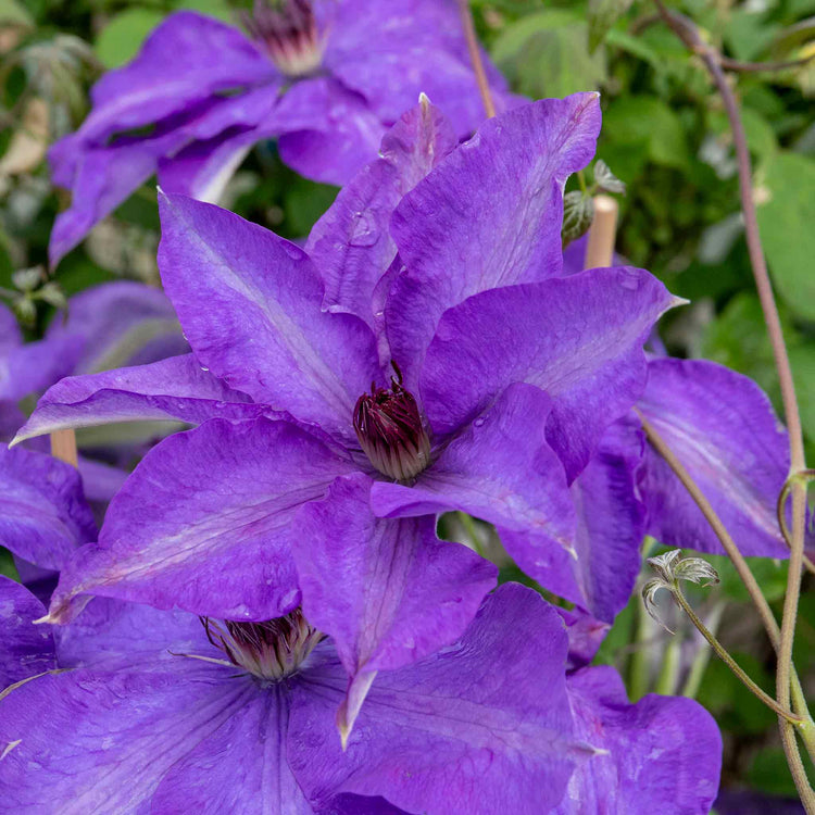 Clematis Plant 'The President'