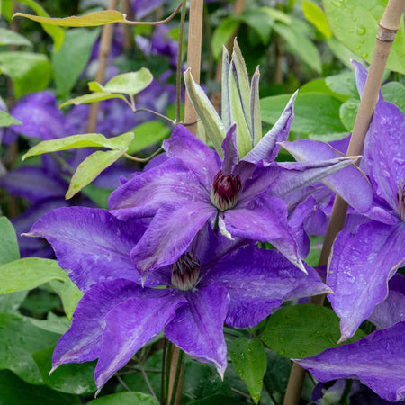 Clematis Plant 'The President'