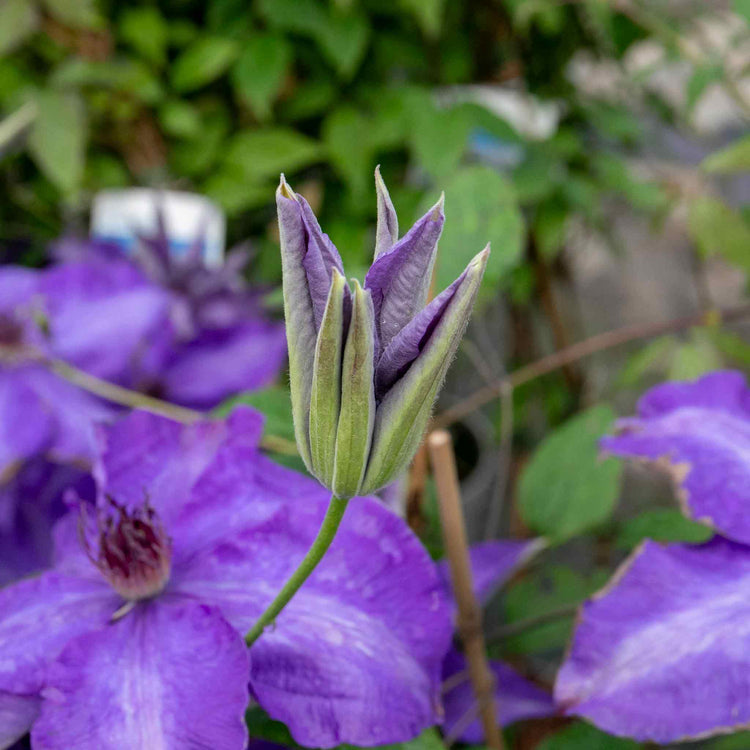 Clematis Plant 'The President'