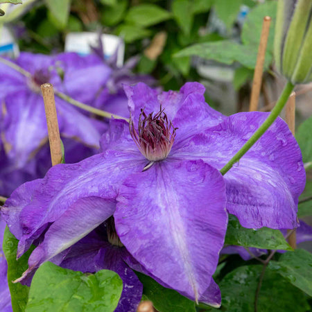 Clematis Plant 'The President'