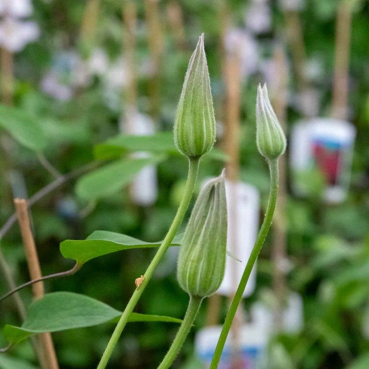 Clematis Plant 'Rubens'