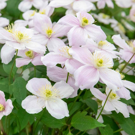 Clematis Plant 'Rubens'