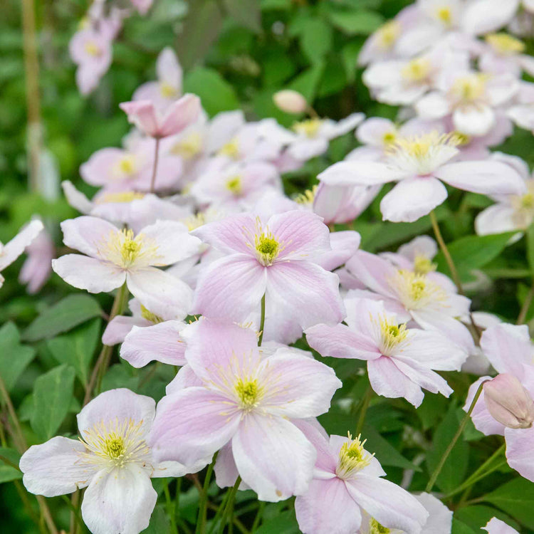 Clematis Plant 'Rubens'