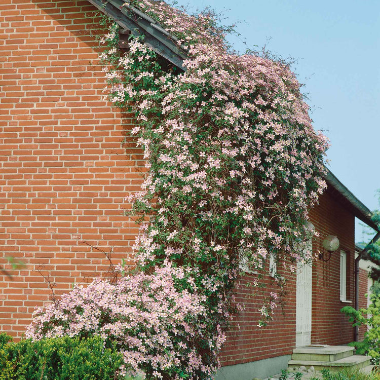 Clematis Plant 'Rubens'