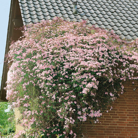 Clematis Plant 'Rubens'