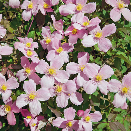 Clematis Plant 'Rubens'