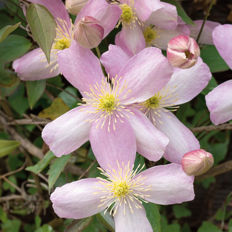 Clematis Plant 'Rubens'