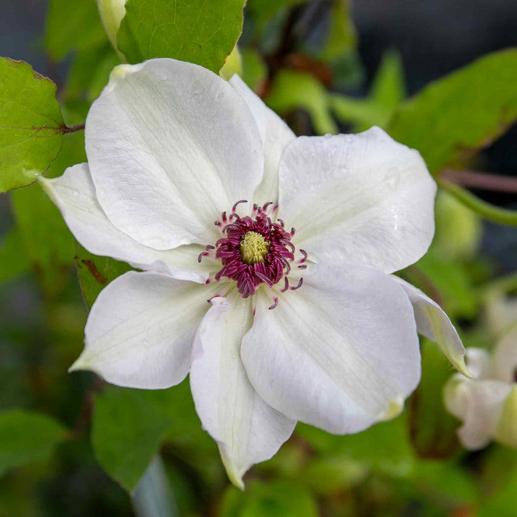 Clematis Plant 'Miss Bateman'