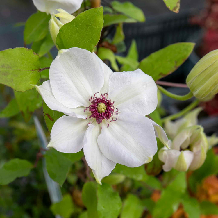 Clematis Plant 'Miss Bateman'