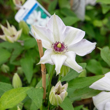 Clematis Plant 'Miss Bateman'