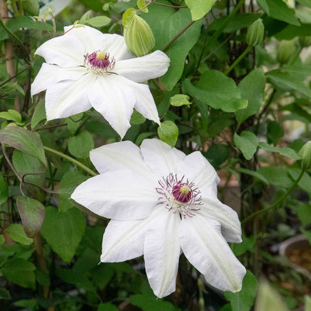 Clematis Plant 'Miss Bateman'