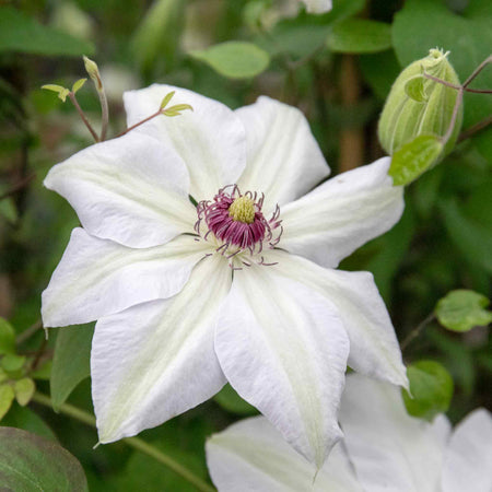 Clematis Plant 'Miss Bateman'