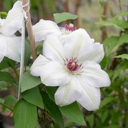 Clematis Plant 'Miss Bateman'