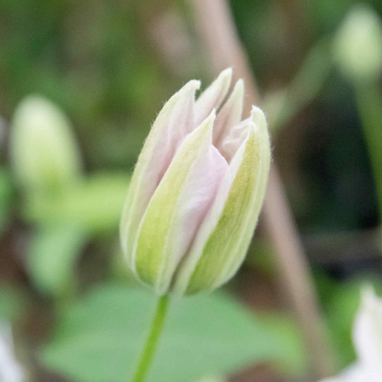 Clematis Plant 'Miss Bateman'