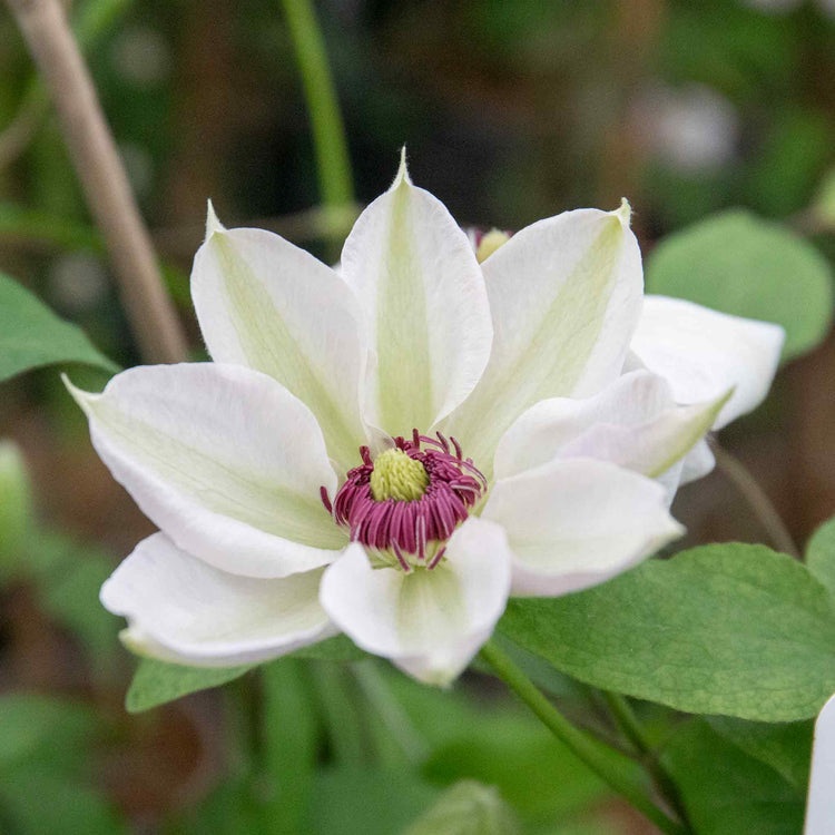 Clematis Plant 'Miss Bateman'