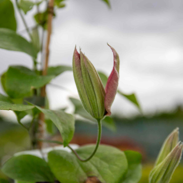 Clematis Plant 'Mrs Thompson'