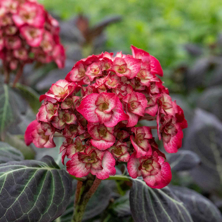 Hydrangea macrophylla Plant 'Miss Saori'