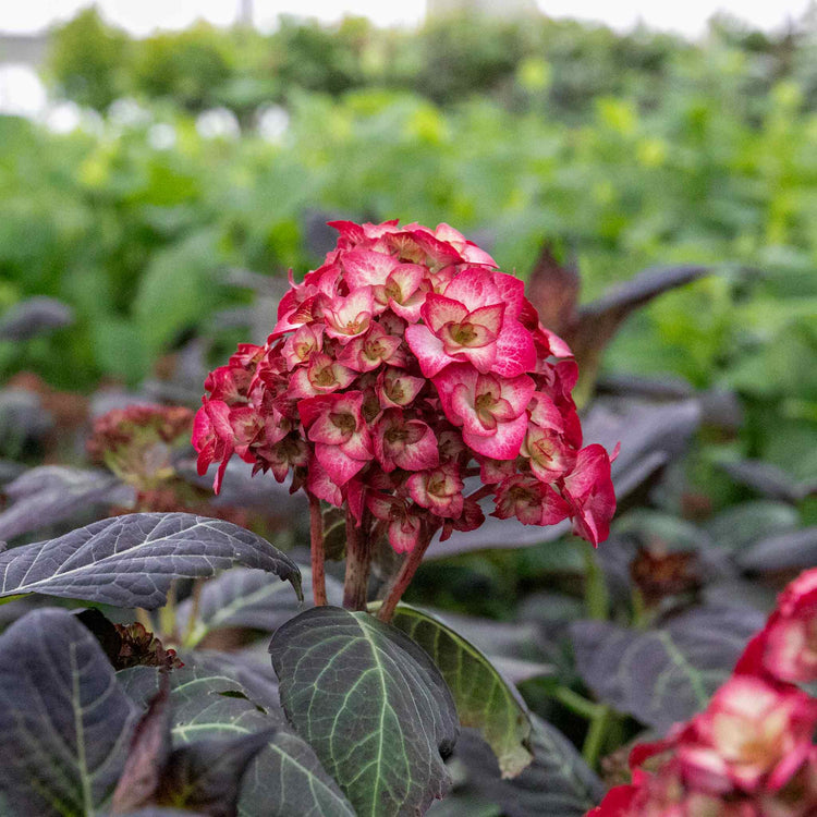 Hydrangea macrophylla Plant 'Miss Saori'