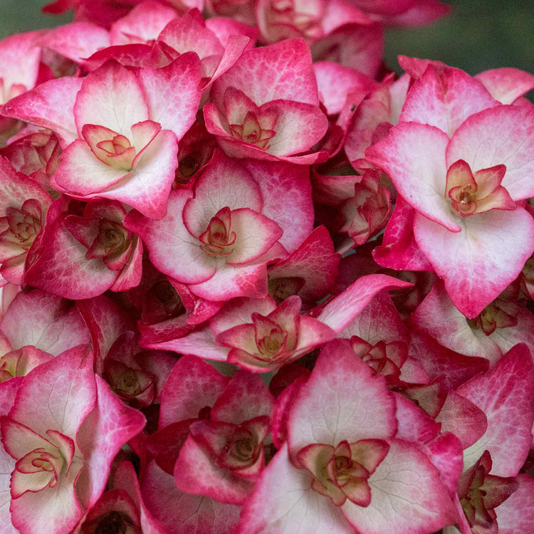 Hydrangea macrophylla Plant 'Miss Saori'