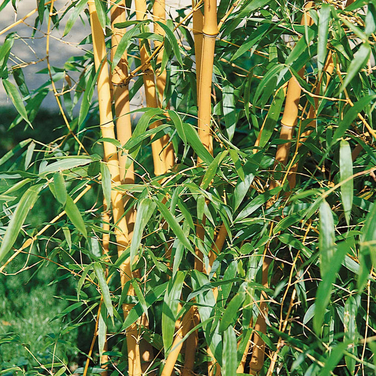 Bamboo Plant 'Phyllostachys Aurea'